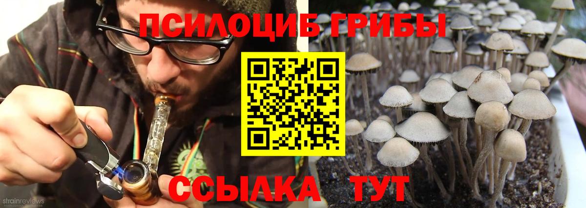 Галлюциногенные грибы Psilocybe Новый Уренгой